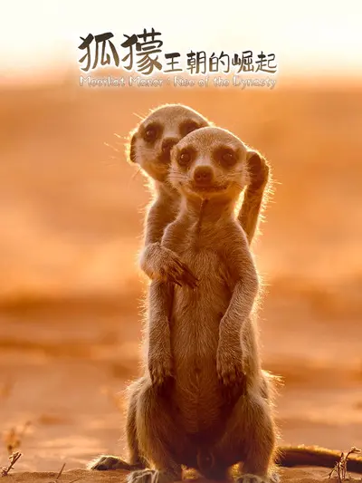 狐獴：王朝的崛起 海报